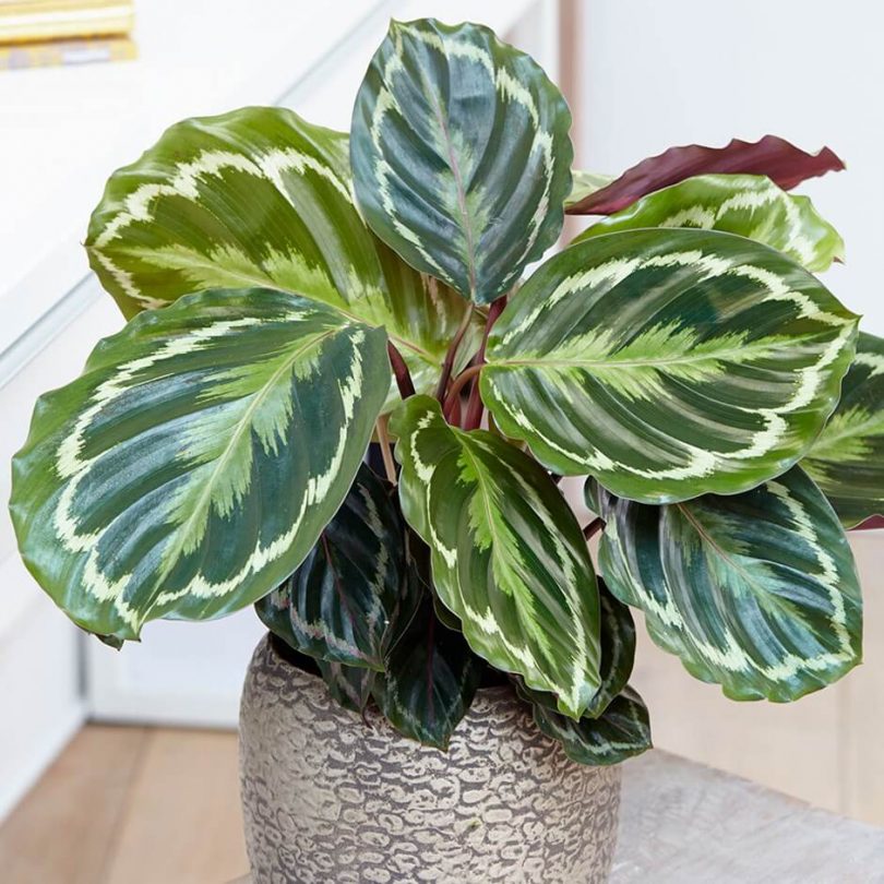  Calathea  Medallion  Planter FloraDin A S