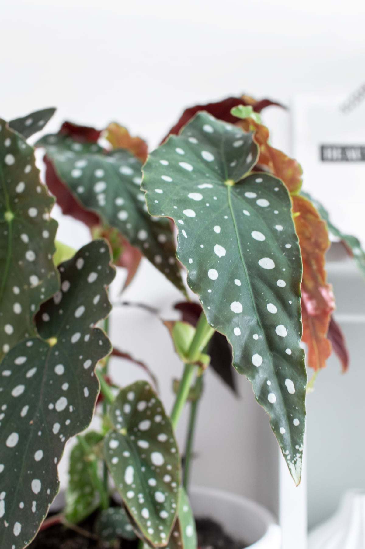 Begonia Maculata Planter FloraDin A/S